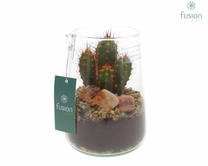 <h4>Green Bottle Deline Medium met Cactussen</h4>