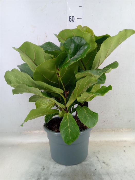 <h4>Ficus lyrata</h4>