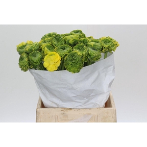 Ranunculus Pon Pon Peterpan