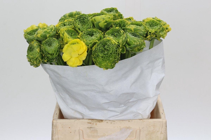 <h4>Ranunculus Pon Pon Peterpan</h4>