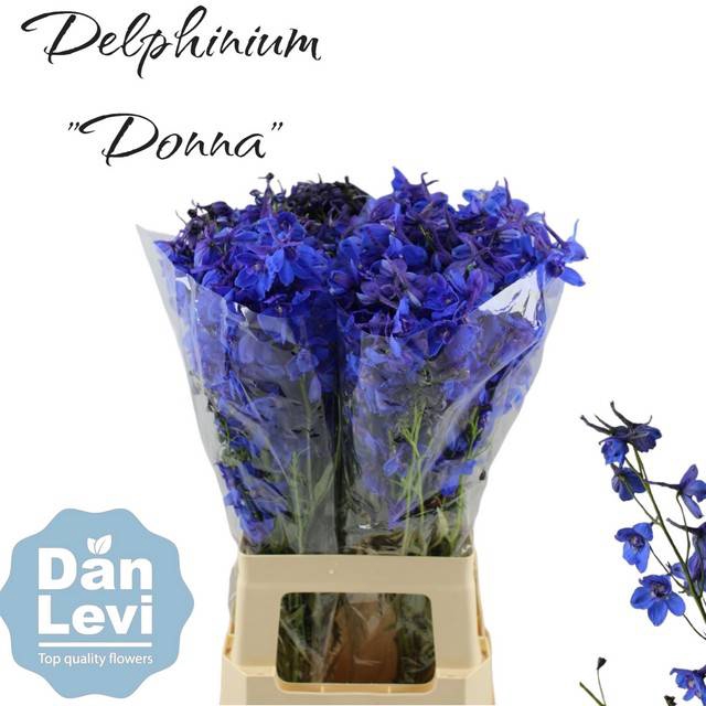 <h4>Delph En Donna</h4>