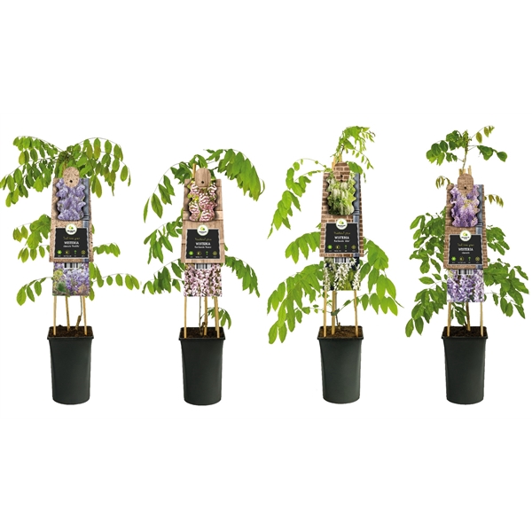 <h4>Mixshelf Wisteria +3.0 label</h4>