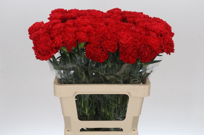 <h4>Dianthus St Arona</h4>