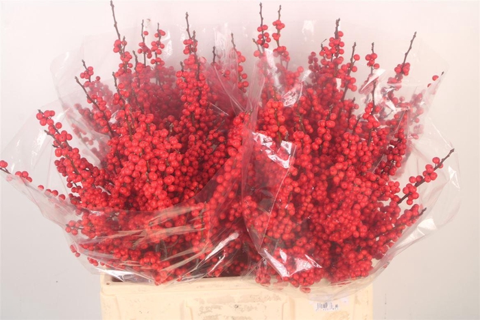 <h4>Ilex Verticilata Red</h4>