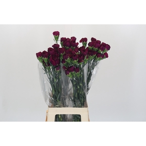 Dianthus St Purple Damascus