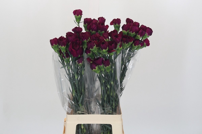 <h4>Dianthus St Purple Damascus</h4>