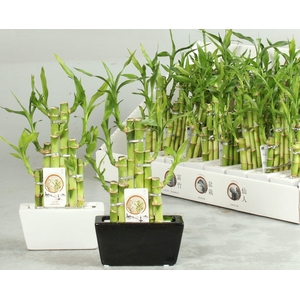 DRA LUCKY BAMBOO