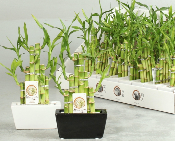 <h4>DRA LUCKY BAMBOO</h4>