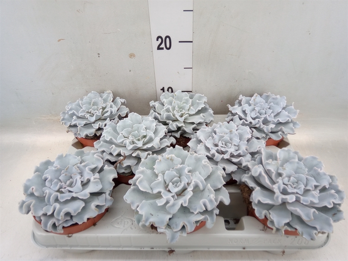 <h4>Echeveria   ...</h4>