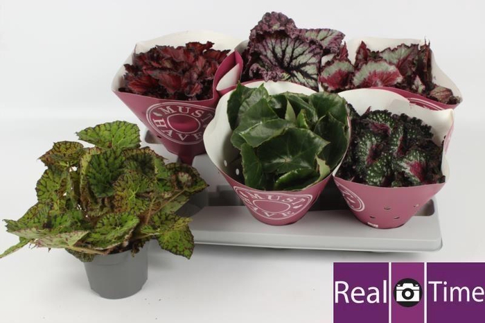 <h4>Begonia BD rex 'Beleaf' ...mix</h4>