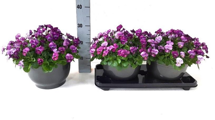 <h4>VIO CO EM PINK</h4>