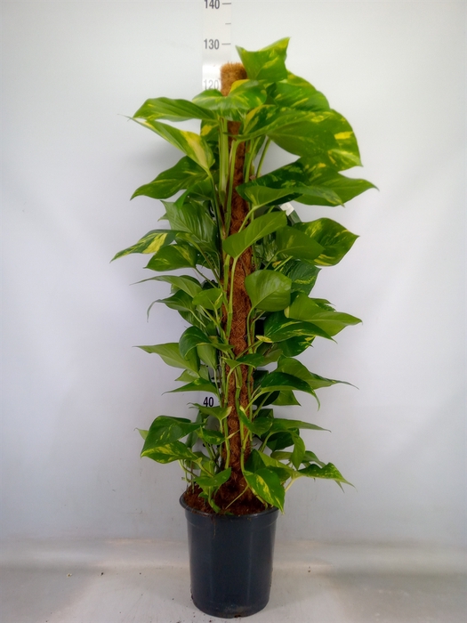 <h4>Epipremnum pinn.   ...moss stick</h4>