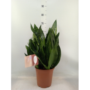 Sansevieria trifa. 'Black Coral'