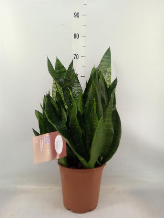 <h4>Sansevieria trifa. 'Black Coral'</h4>