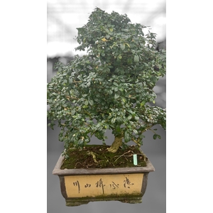 Carmona macrophylla, pot 40 cm., height 85 cm.(single item)