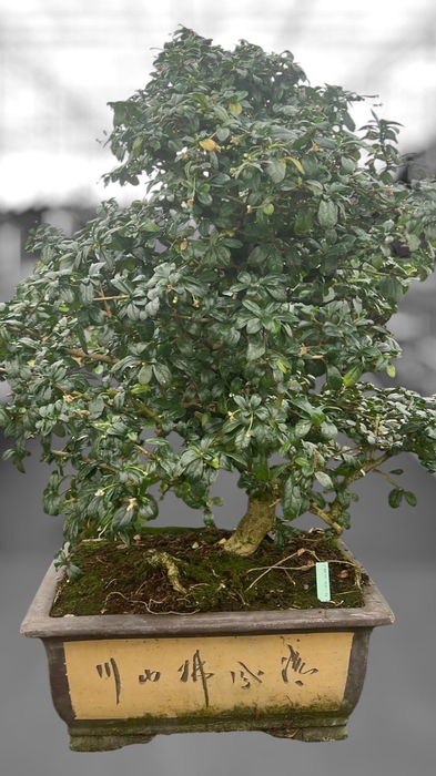 <h4>Carmona macrophylla, pot 40 cm., height 85 cm.(single item)</h4>
