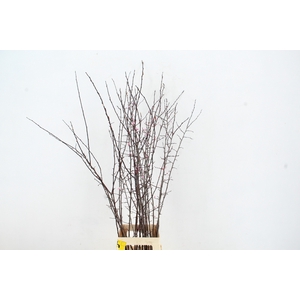 PRUNUS NIGRA PER STEM 120CM