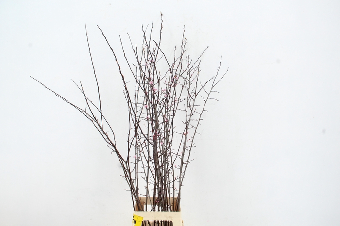 <h4>PRUNUS NIGRA PER STEM 120CM</h4>