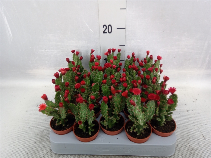 <h4>Austrocylindropuntia subulata</h4>