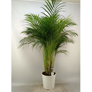 Dypsis lutescens   ...Chrysalidoca