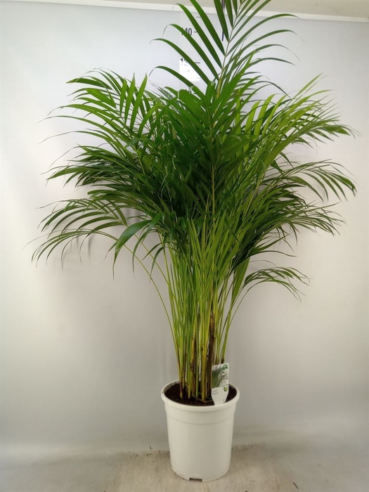 <h4>Dypsis lutescens   ...Chrysalidoca</h4>