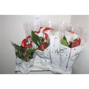 Anthu Banderola Roja 4+