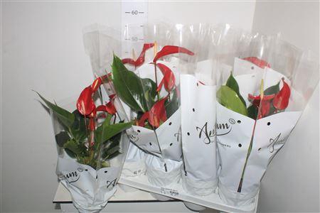 <h4>Anthu Banderola Roja 4+</h4>