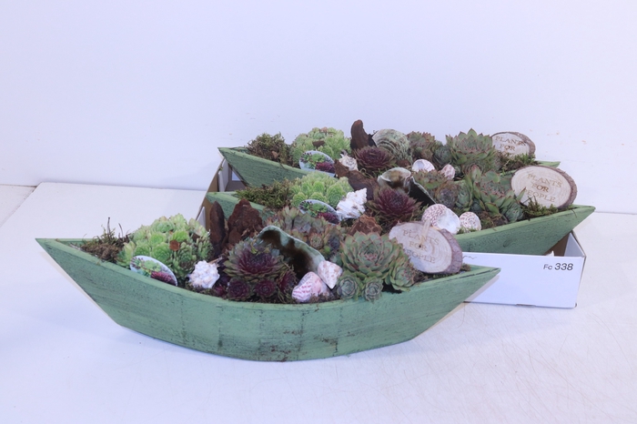 <h4>ARR SEMPERVIVUM</h4>