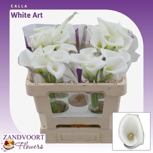 ZANT WHITE ART