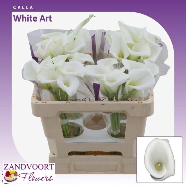 <h4>ZANT WHITE ART</h4>