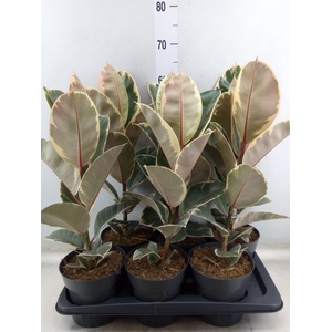 Ficus elastica 'Tineke'