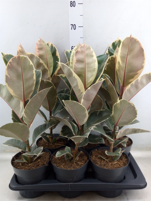 <h4>Ficus elastica 'Tineke'</h4>