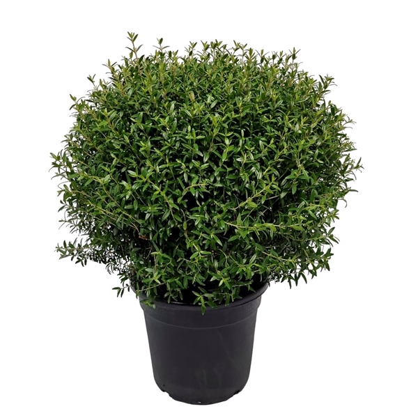 <h4>Myrtus Communis Bush - 1091</h4>