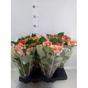 Hydrangea mac. 'Hovaria Ripple'