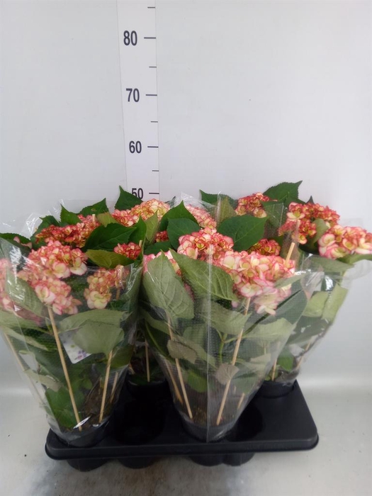 <h4>Hydrangea mac. 'Hovaria Ripple'</h4>