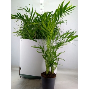 Chamaedorea cataractarum