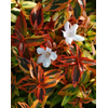 Abelia overig