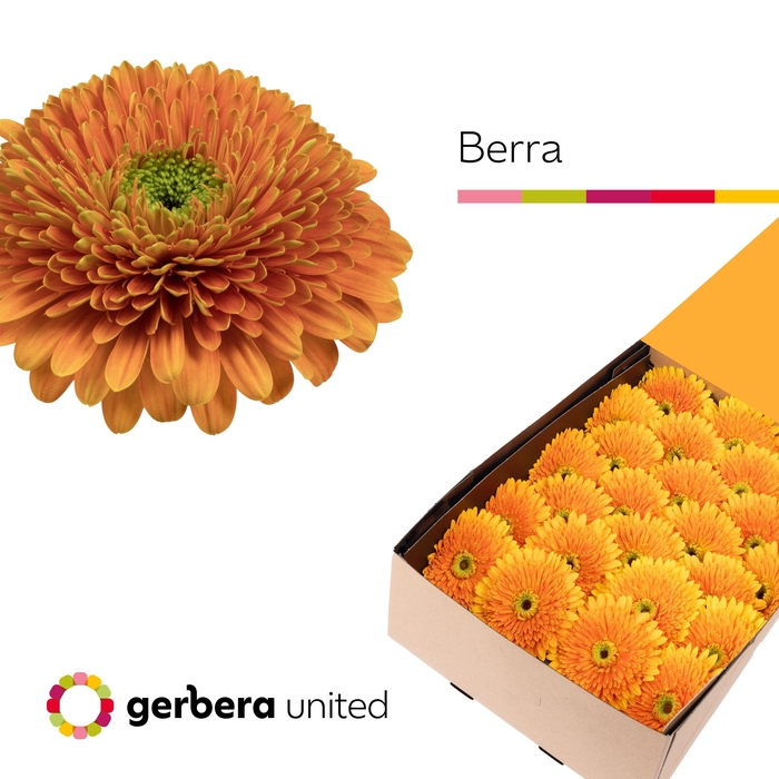 <h4>Gerbera Pomponi Berra Half doos</h4>
