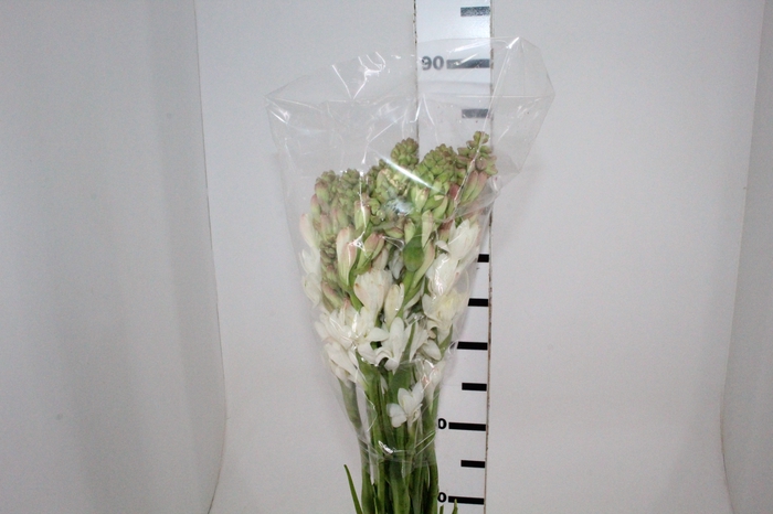 <h4>ANGELICA 070 CM</h4>