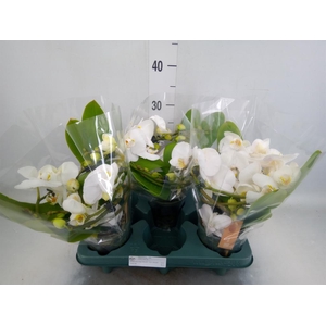 Phalaenopsis  'Muse White'
