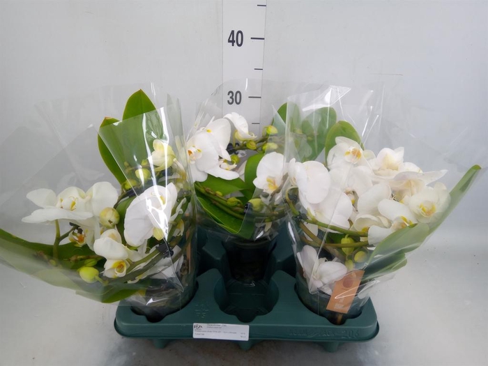 <h4>Phalaenopsis  'Muse White'</h4>