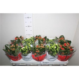 Kal Ge Gem 2 Kl 12cm Pot