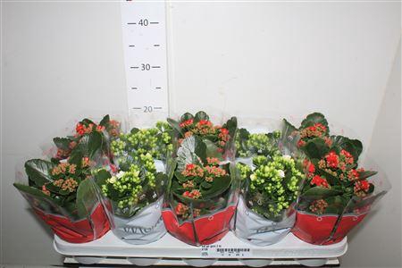 <h4>Kal Ge Gem 2 Kl 12cm Pot</h4>