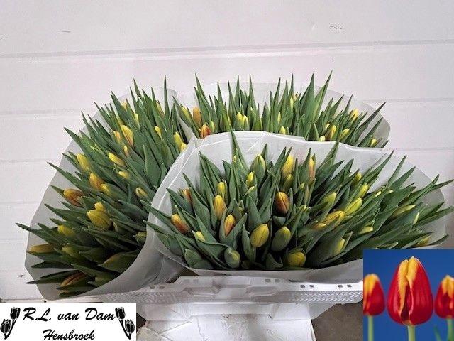 <h4>Tu En Denmark</h4>