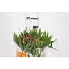ALSTROEMERIA TOURMALINE 080 CM ROSA