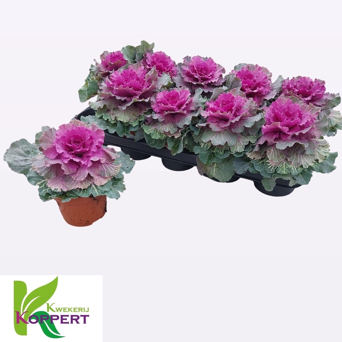 <h4>BRASSICA (SIERKOOL)</h4>