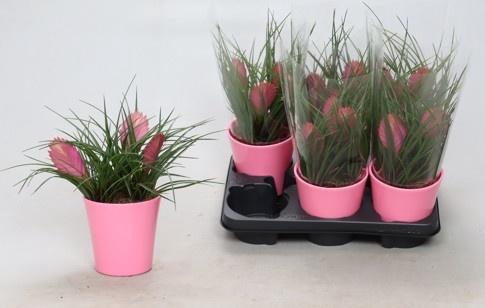 <h4>TILL CYANEA ANITA</h4>