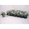 arr8 Senecio Cineraria