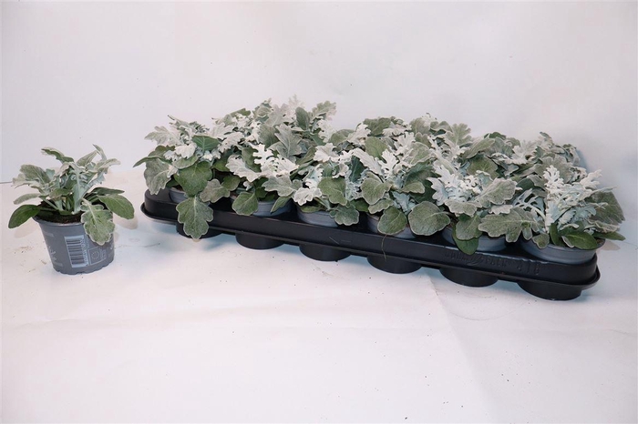 arr8 Senecio Cineraria