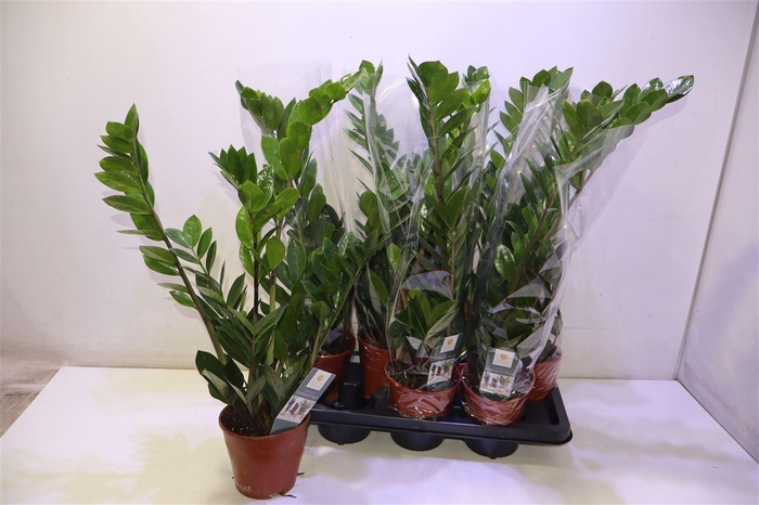 <h4>Zamio Zamiifolia</h4>